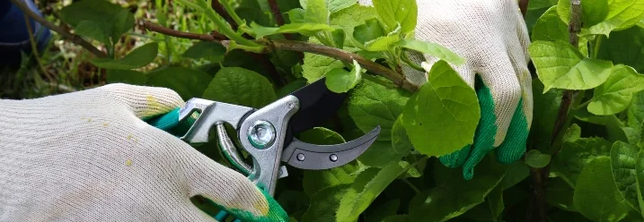 Person schneidet Pflanze